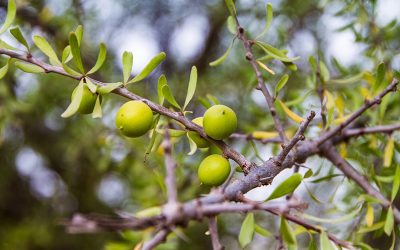 Agadir Argan Oil: los beneficios del aceite de argán para tu cabello