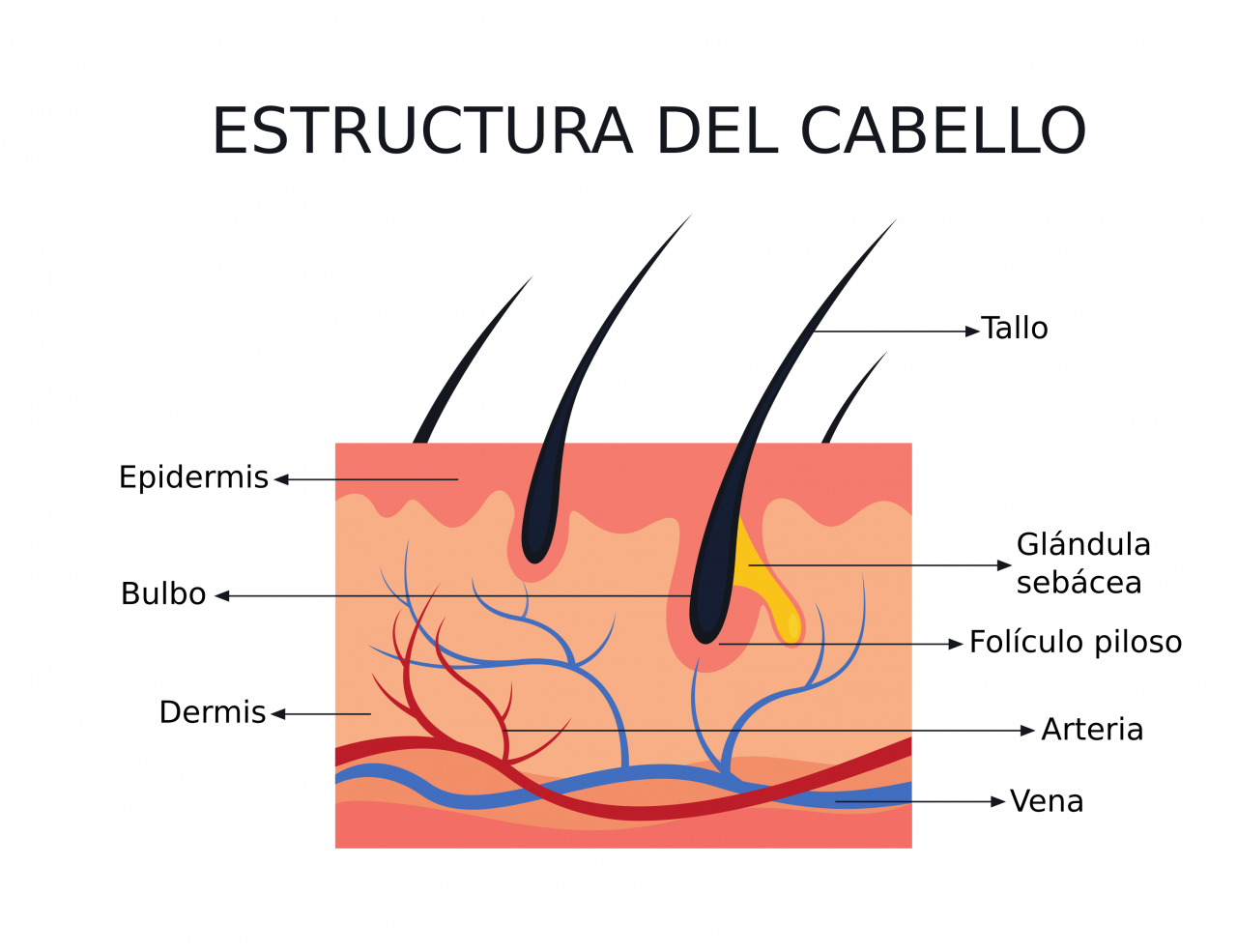 El cabello (parte I) - Rueber Centro Capilar